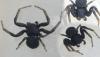 Bassaniodes robustus